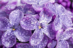 violet lilac flowers with water droplets