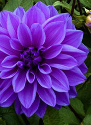 violet lily